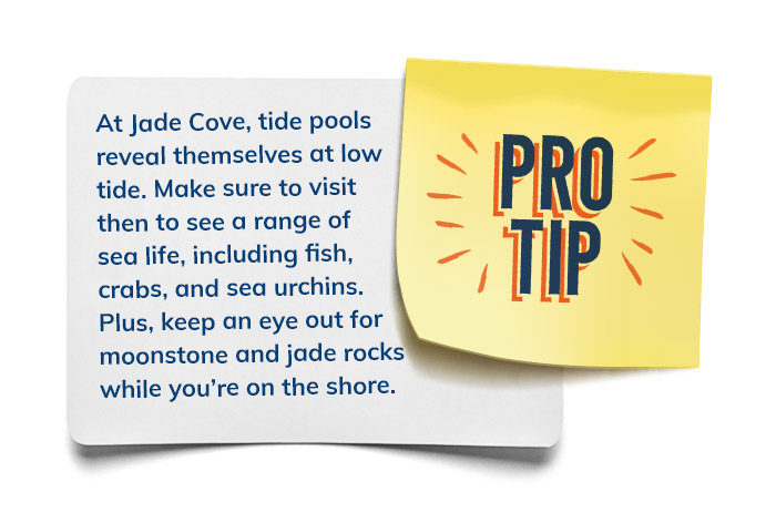 Pro Tip: At Jade Cove, tide pools reveal themselves at low tide.